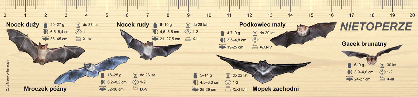 wizual promocja zakładka Nietoperze 2.jpg