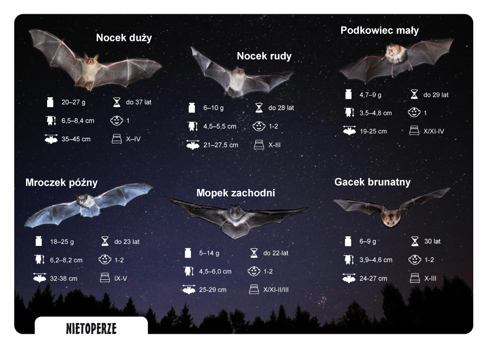 wizual pocztowki nietoperze (1).jpg