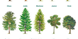 Karty drzew
