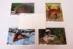 Pocztówki z wizerunkami zwierząt - realizacja 48h