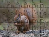 Mega Puzzle - Wiewiórka.jpg