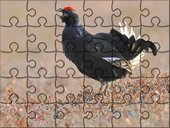 Mega Puzzle - Cietrzew.jpg