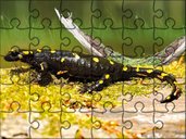 Mega Puzzle - Salamandra.jpg